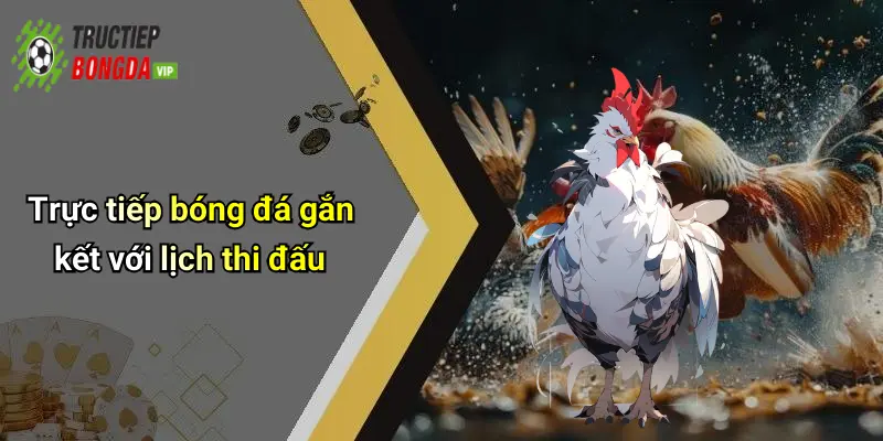 Trực tiếp bóng đá gắn kết với lịch thi đấu